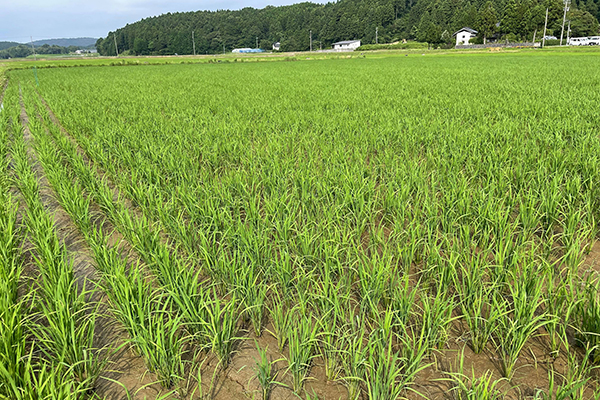 石川酒30号の稲の栽培風景。 石川酒30号の稲の栽培風景。