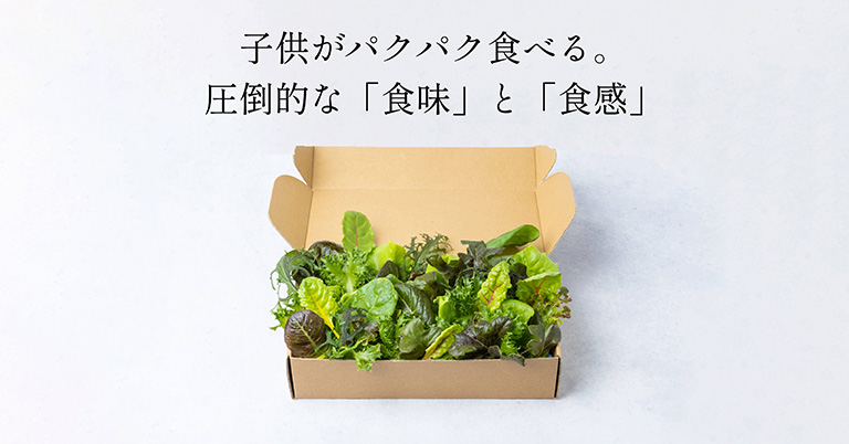 【販売商品】5種の常備野菜セット 【販売商品】5種の常備野菜セット