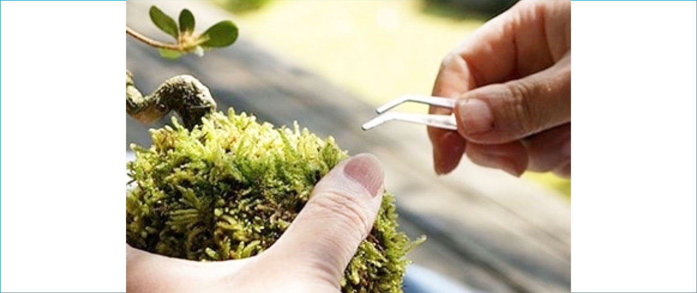「苔はありか?」 「苔はありか?」