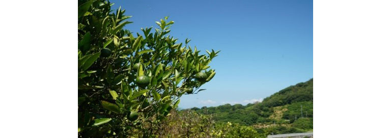 柑橘栽培 柑橘栽培