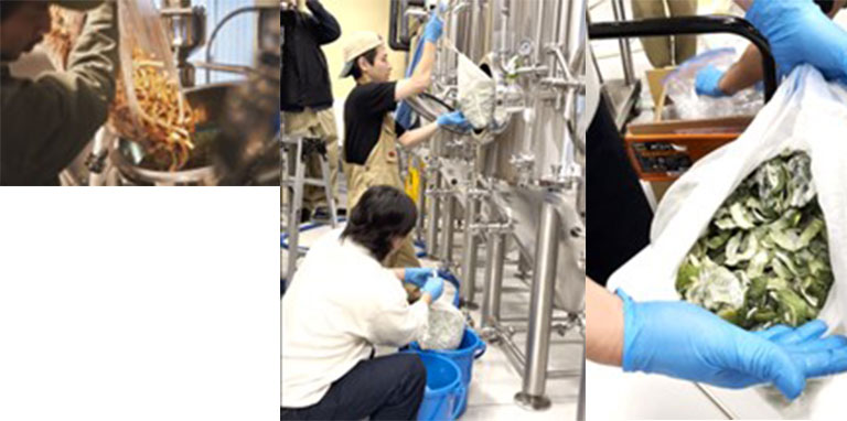 柑橘栽培 柑橘栽培